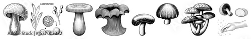 Vector Detailed illustrations of mushroom life cycles and spore dispersal.