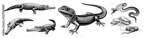 Vector Detailed illustrations of reptiles including alligators a lizard and snakes presented in a vintage engraving style.
