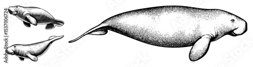 Vector Three gentle marine mammals swim in a vintage .