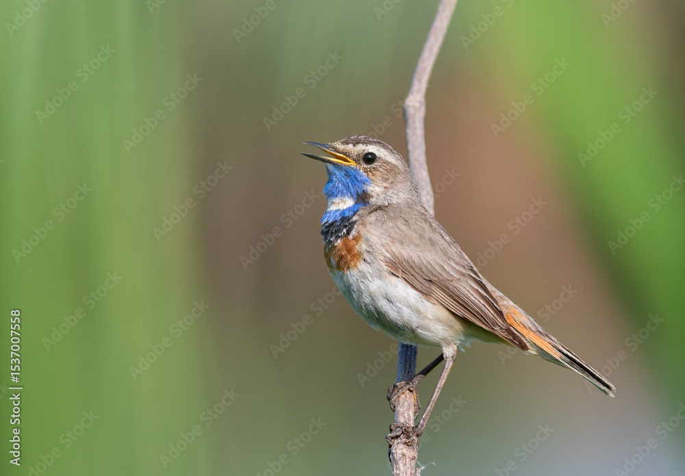 Fototapeta premium Bluethroat, Luscinia svecica. Male bird singing sitting on a branch, beautiful background