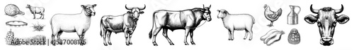 Vector Detailed illustrations of various bovine animals and associated elements.