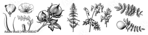 Vector Botanical featuring diverse wildflower and foliage arrangements.