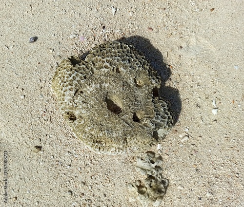 Isolated coral skeleton on sandy beach in Taketomi, Okinawa