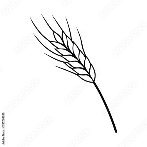 Detailed vector illustration of a dried wheat stalk perfect for agricultural designs and harvest themes