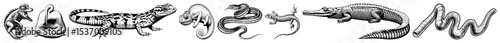 Vector Dynamic reptilian creatures form a stylized winding composition.