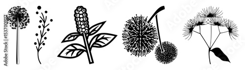 Vector Botanical illustrations of seed heads and foliage in a style.