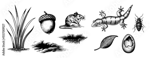 Vector Detailed illustrations of natural elements including a lizard mouse and foliage.