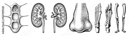 Vector Detailed anatomical illustrations depict human kidneys tibia foot bones and skeletal structures.