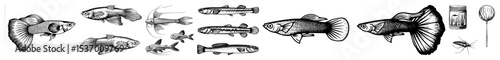 Vector Diverse collection of detailed freshwater fish illustrations with aquatic tools.