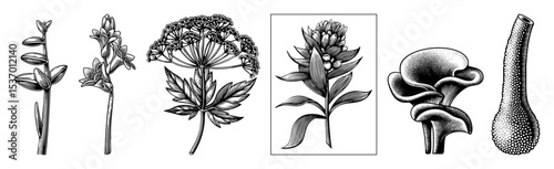 Vector Botanical illustrations showcase diverse plant forms in a vintage engraving style.