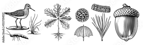 Vector Detailed botanical and wildlife featuring a shorebird oak foliage and forest elements.