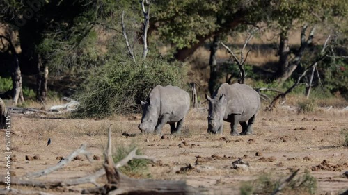  A couple of White rhinos on the move