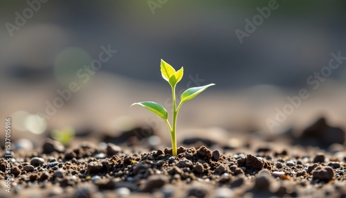 high quality, watercolor inspired simple plant emerging from soil, minimal details