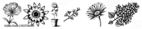 Vector Detailed botanical illustrations showcase a variety of flowering plants and foliage.