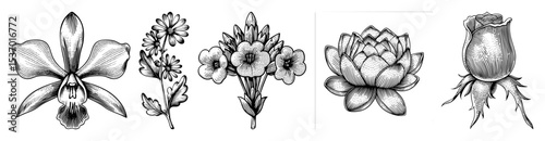 Vector Detailed botanical illustrations showcase a variety of flowering plants.