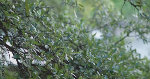 Wallpaper Mural Green leaves in the summer morning Torontodigital.ca