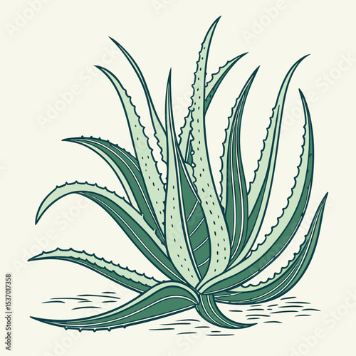 Lush green aloe vera plant illustration botanical art