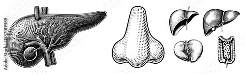 Vector Detailed anatomical illustrations depict a liver nasal cavity adrenal glands and spleen.
