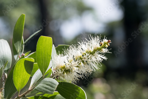 Beautiful Cajuput Tree (melaleuca leucadendra) flowers.