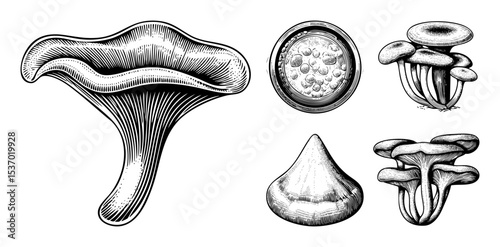 Vector Detailed botanical illustrations depict various mushroom forms and spore structures.