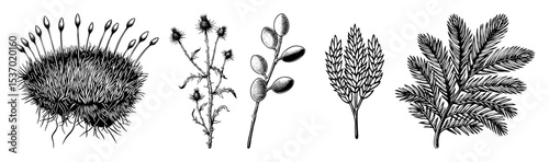 Vector Botanical showcases diverse plant forms with detailed linework.