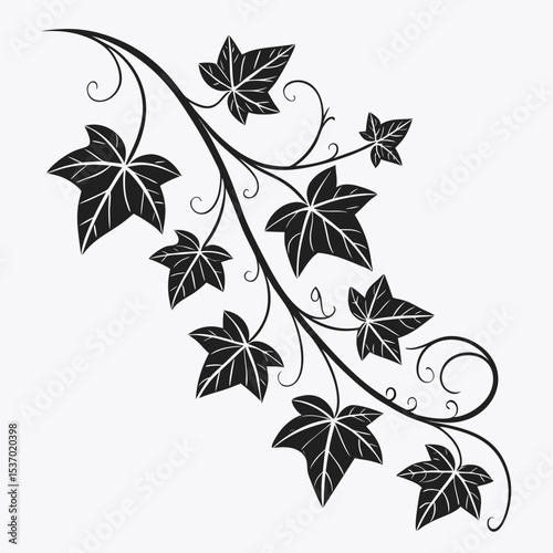 Elegant black and white ivy vine design botanical illustration