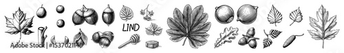 Vector Detailed botanical illustrations of linden tree elements showcase leaves seeds and buds.