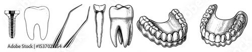 Vector Detailed dental illustrations showcase implants tools and anatomical structures.