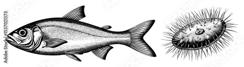 Vector Detailed illustrations of a silvery fish and a spiny pufferfish.