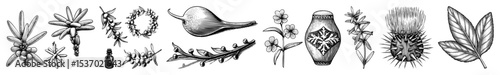Vector Botanical illustrations showcase diverse plant and marine life forms in a vintage style.