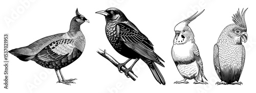 Vector Four detailed avian illustrations depict a helmeted guineafowl a blackbird a cockatiel and a cockatoo.