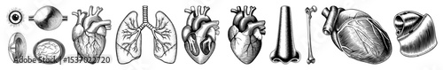 Vector Detailed anatomical illustrations showcase the human heart in various perspectives.