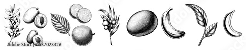 Vector Detailed botanical showcases various stages and forms of mango fruit and foliage.