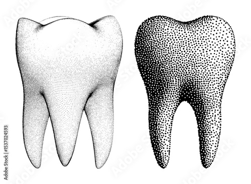 Vector Detailed molar tooth illustrations with stippling effect.