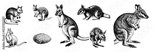 Vector Collection of wallaby illustrations in various poses and a spiky seed pod.