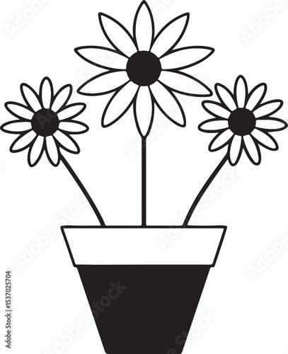 Three daisy like flowers isolated on white background