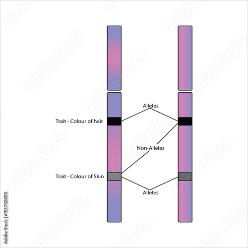 Chromosome Diagram Illustrating Alleles and Traits