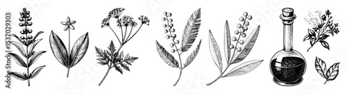 Vector Botanical featuring diverse medicinal herbs and a vintage apothecary bottle.