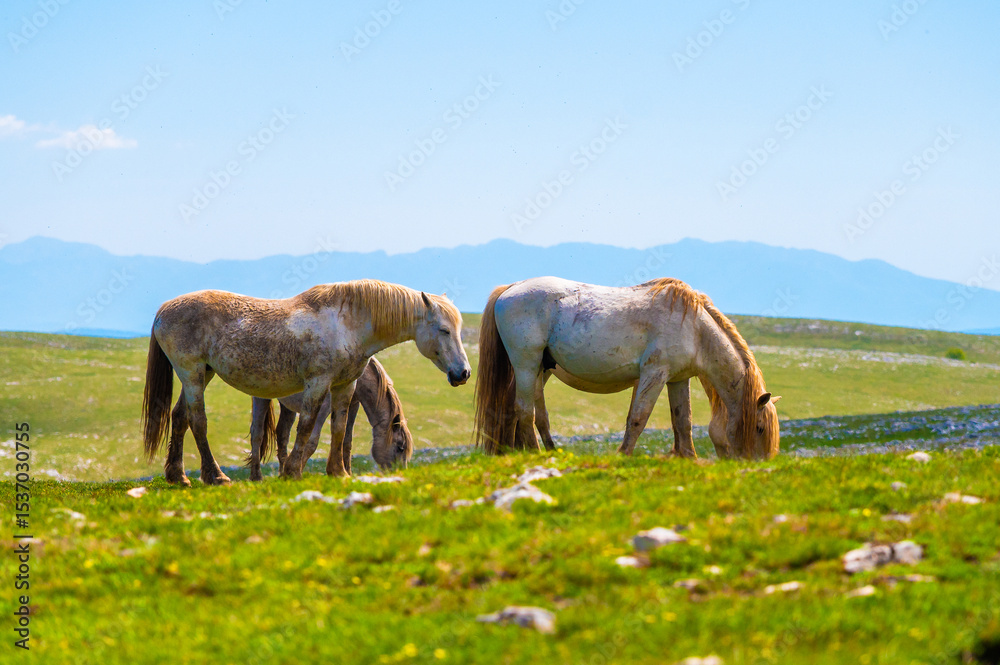 Fototapeta premium Heard of natural wild horses of Livno, Bosnia and Herzegovina. Wild horses are free and roaming the mountain of Livno, Bosnia.