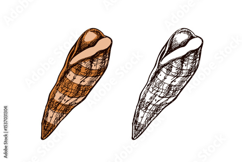 Hand drawn vintage sketch of elongated brown seashell in color and monochrome, isolated vector illustration