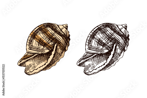 Hand drawn vintage sketch of large marine seashell in color and monochrome, isolated vector illustration