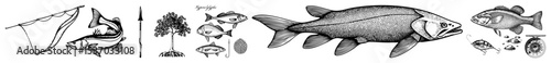 Vector Detailed illustrations of various freshwater fish fishing tackle and anatomical studies.