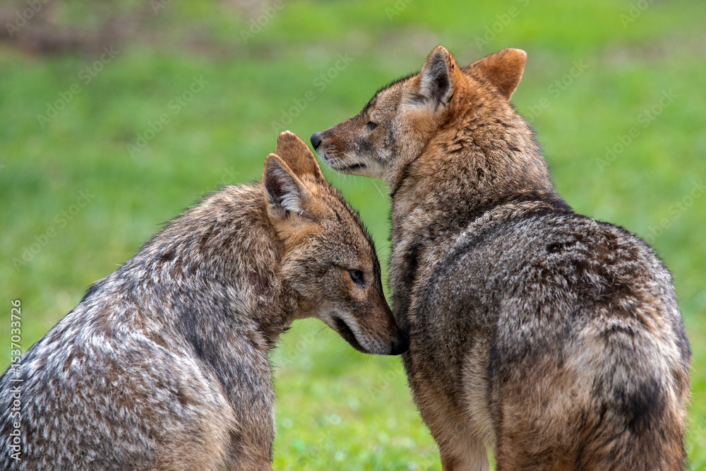 Naklejka premium Love of jackals