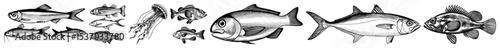 Vector Collection of stylized fish illustrations with varied poses and detailed textures.