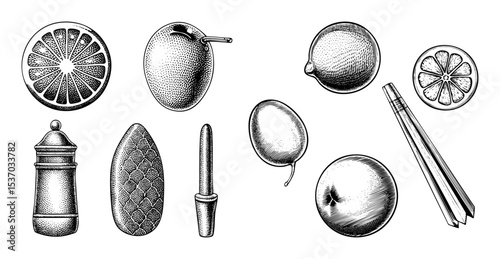 Vector Citrus fruits and botanical elements set.