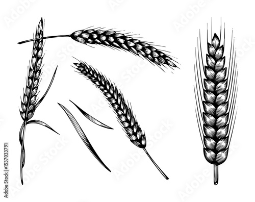 Vector Detailed illustrations of wheat stalks and leaves showcase agricultural bounty.