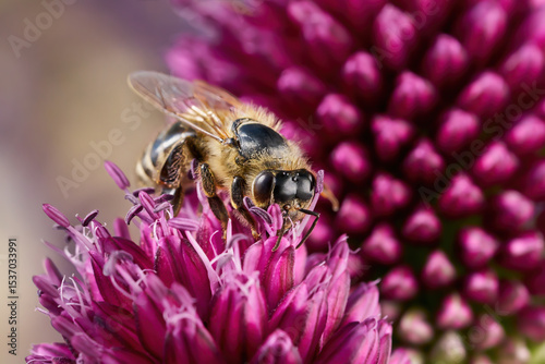 Biene Makro auf purpurfarbener Blüte - Westliche Honigbiene (Apis mellifera) auf Kugelköpfiger Lauch (Allium sphaerocephalon) photo