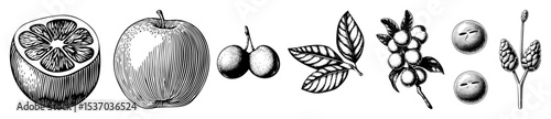 Vector Botanical illustrations showcase sliced fruit whole apples olive branches and coffee beans.