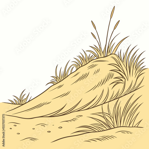 Sandy dune landscape with tall grass and reeds
