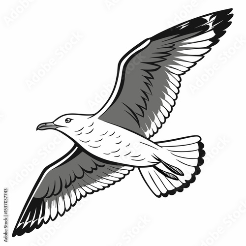 Professional seagull illustration isolated on white background ready for design projects